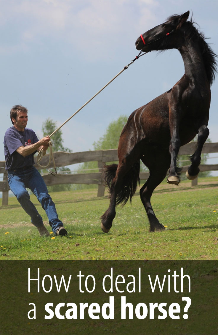 My horse gets scared all the time. What should I do? Radek Libal