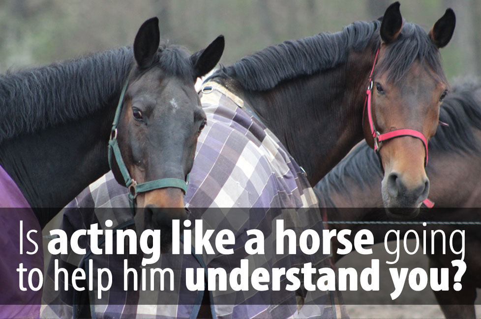If you want to the relationship with your horse more natural these horse training tips will come in handy.