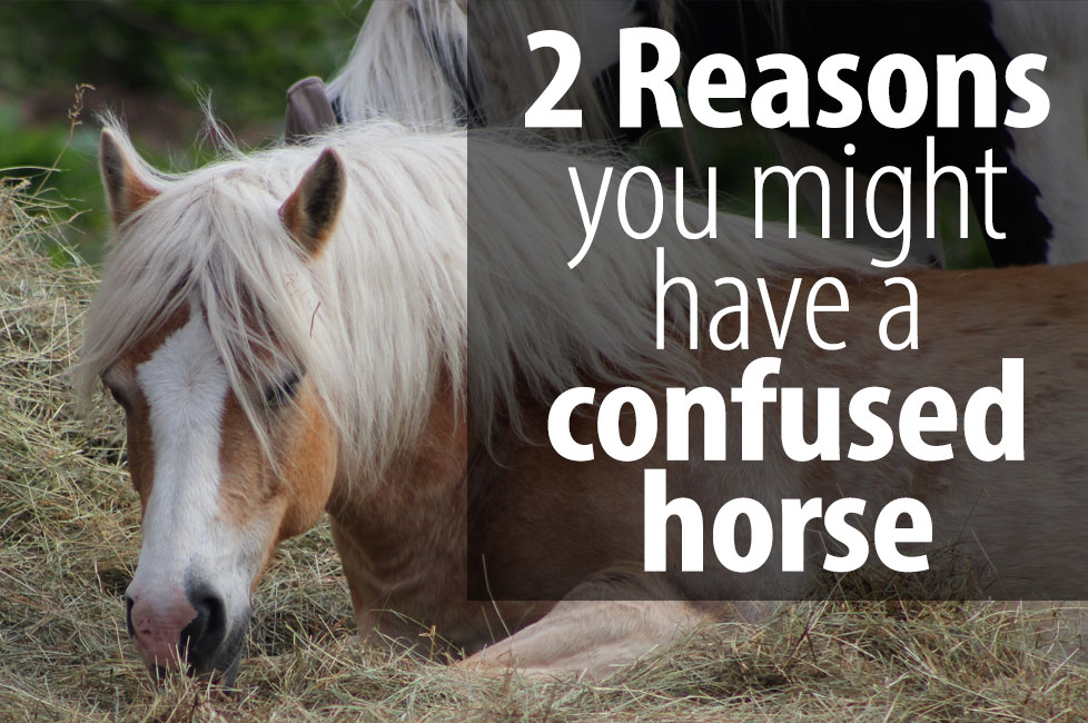Confused horse is not going to be able to improve, here two reasons that...