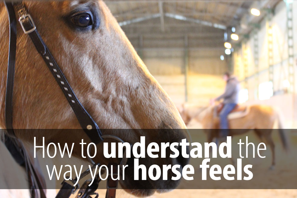 Horses can alway tell the way you feel. They might not be good at discovering why do you feel that way, but...