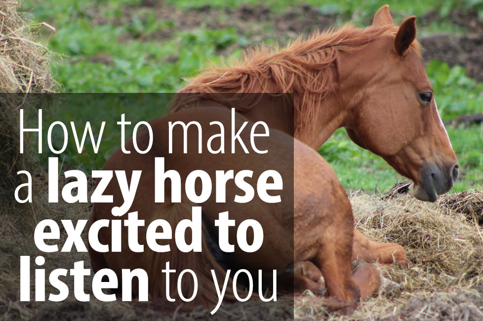 Simple Way To Make Your Lazy Horse Excited To Do What You Ask Radek Libal