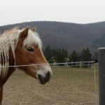 3 Reasons why horses don’t listen