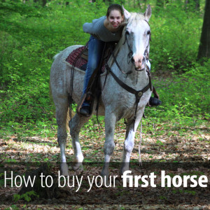 Don't let your horsey dream turn into a nightmare. Here is the single thing you must avoid while buying your first horse