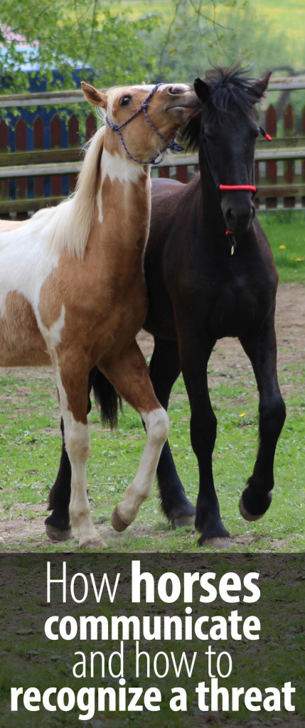 How do you communicate without using words?  Interpreting horse language can be tricky when...