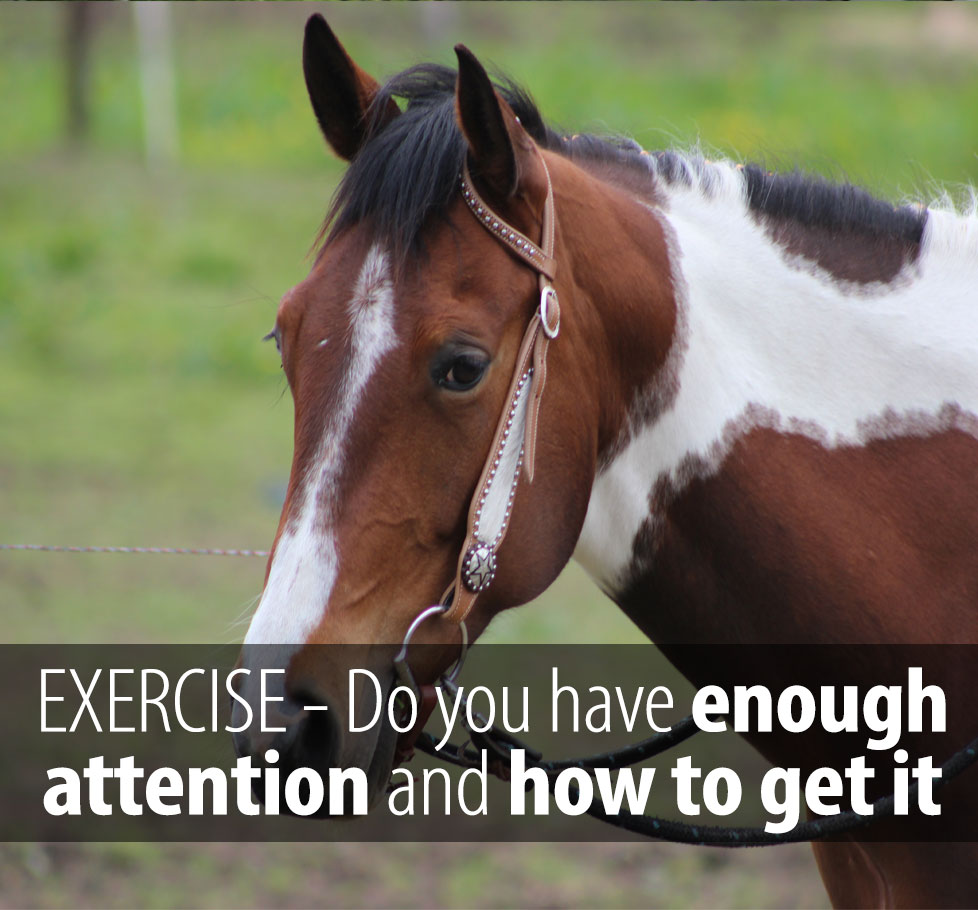If your gets scared easily or distracted by other horses often. Read this article.