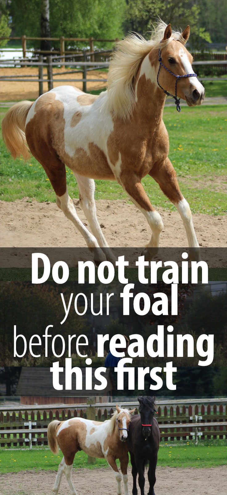 Remember the Horse that almost killed the Foal - He re-trained 