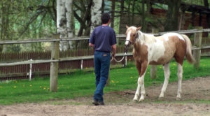 foal training on a lead rope