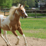 Foal training – When to start training a young horse?