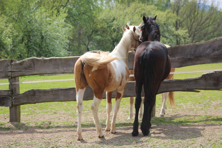 Foal training When to start training a young horse?