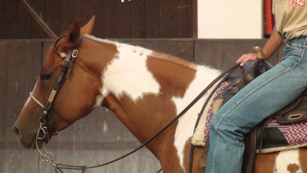 Scared to canter on the trail? Here is how to slow your horse down