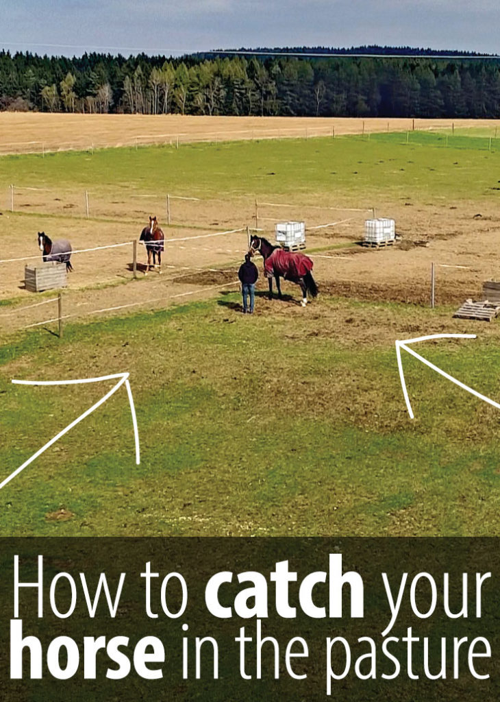 how to catch a horse in the pasture