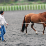 How to – Lunging Without a Round Pen
