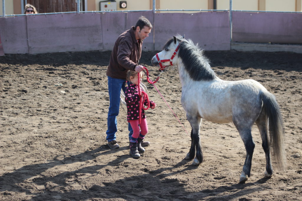 How to Lunging Without a Round Pen Radek Libal