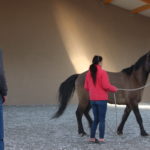 Lunging your horse – Do you really need it?
