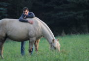 horse in a fiel with a trainer