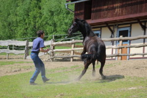 horse trying to run away on a pasture