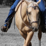 Riding aids – Why is your horse confused