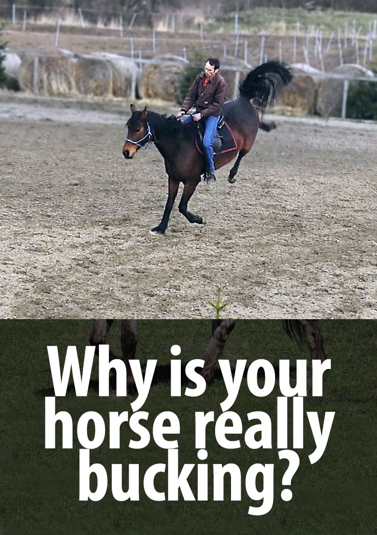 whyisyourhorsebucking Radek Libal