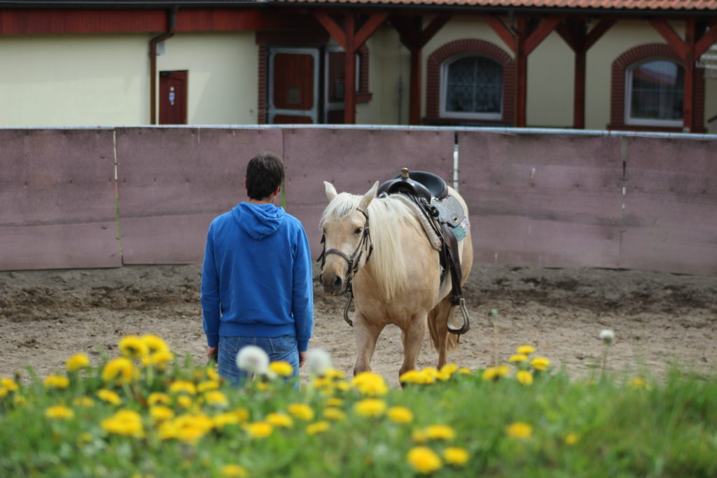How to get your horse to canter while lunging (even without a round pen